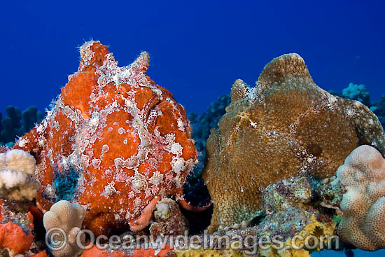 Giant Frogfish Antennarius commersoni photo Giant Frogfish Antennarius commersoni photo