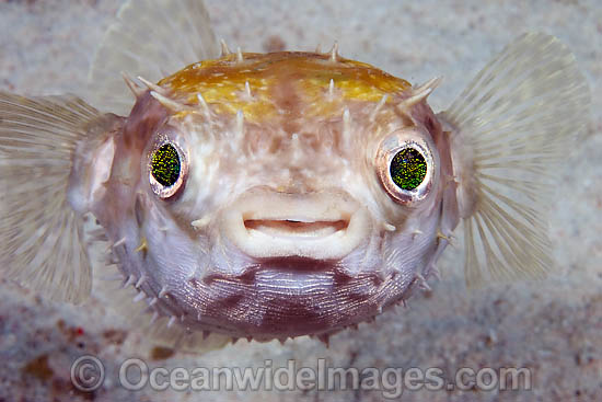 Black Spotted Porcupinefish Diodon hystrix photo Black Spotted Porcupinefish Diodon hystrix photo