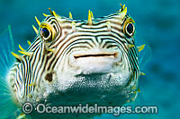 Web Burrfish Chilomycterus antillarum Photo - David Fleetham