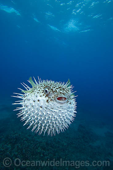 Spotted Porcupinefish photo Spotted Porcupinefish photo