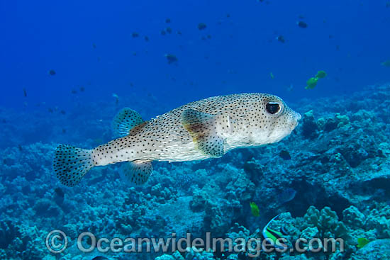 Spotted Porcupinefish Diodon hystrix photo Spotted Porcupinefish Diodon hystrix photo