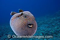Guineafowl Pufferfish Arothron meleagris Photo - David Fleetham