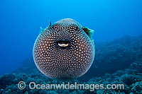 Guineafowl Pufferfish Photo - David Fleetham