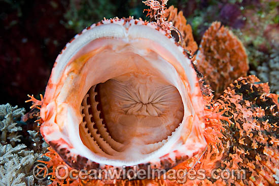 Scorpionfish with mouth open photo