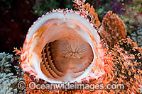 Scorpionfish with mouth open Photo - David Fleetham