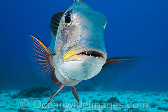 Bigeye Emperor Monotaxis grandoculis photo Bigeye Emperor Monotaxis grandoculis photo