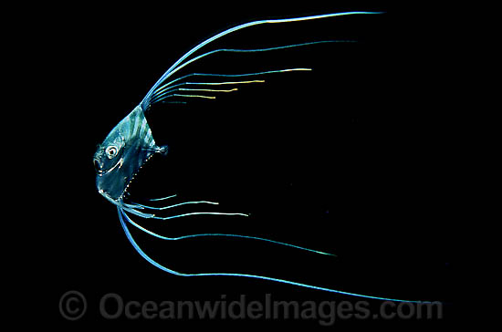 Thread-fin Jack Alectis ciliaris photo Thread-fin Jack Alectis ciliaris photo