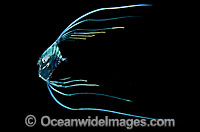 Thread-fin Jack Alectis ciliaris Photo - David Fleetham