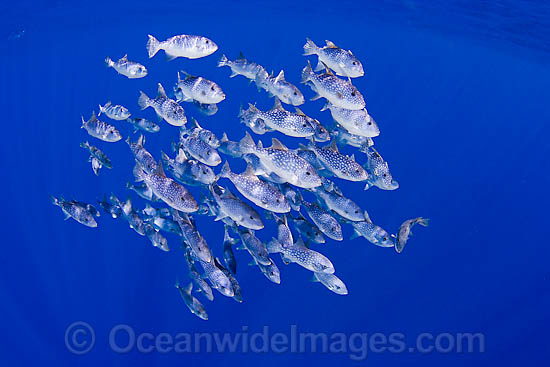 Spotted Oceanic Triggerfish photo