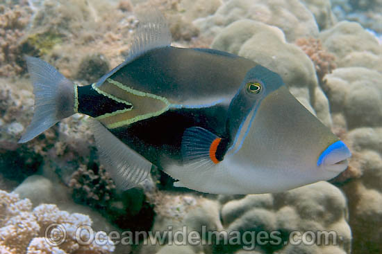 Picasso Triggerfish photo Picasso Triggerfish photo