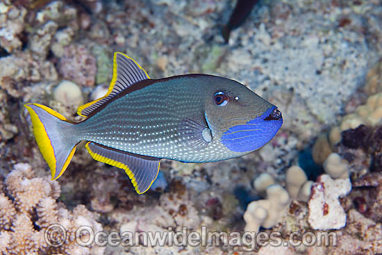 Gilded Triggerfish Xanthichthys auromarginatus photo
