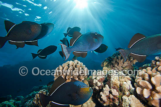 Schooling Black Triggerfish photo