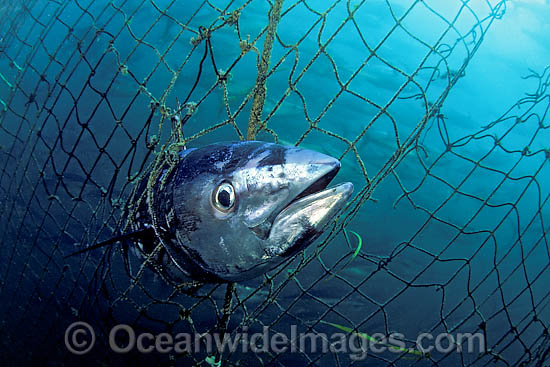 southern-bluefin-tuna-70M1085-01.jpg
