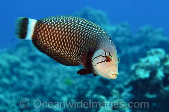 Reindeer Wrasse Novaculichthys taeniourus photo Reindeer Wrasse Novaculichthys taeniourus photo