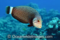 Reindeer Wrasse Novaculichthys taeniourus Photo - David Fleetham