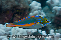 Belted Wrasse Stethojulis balteata Photo - David Fleetham