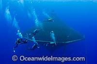 Almaco Jack fish farming Photo - David Fleetham