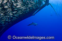 Diver and Dolphin in fish farm Photo - David Fleetham