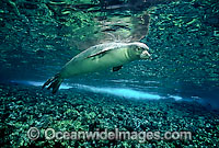 Hawaiian Monk Seal Monachus schauinslandi Photo - David Fleetham