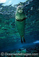 Hawaiian Monk Seal Monachus schauinslandi Photo - David Fleetham