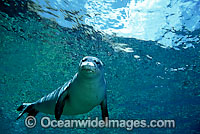 Hawaiian Monk Seal Monachus schauinslandi Photo - David Fleetham