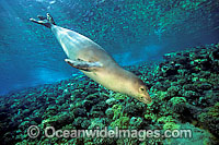 Hawaiian Monk Seal Monachus schauinslandi Photo - David Fleetham
