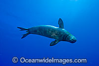 Hawaiian Monk Seal Monachus schauinslandi Photo - David Fleetham