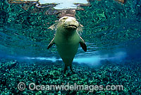 Hawaiian Monk Seal Monachus schauinslandi Photo - David Fleetham