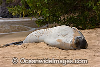 Hawaiian Monk Seal Monachus schauinslandi Photo - David Fleetham