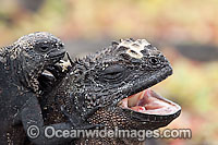 Marine Iguana on adult back Photo - David Fleetham