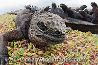 Marine Iguana and colony Photo - David Fleetham