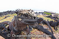 Marine Iguana Photo - David Fleetham