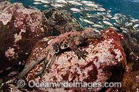 Marine Iguana feeding on algae Photo - David Fleetham
