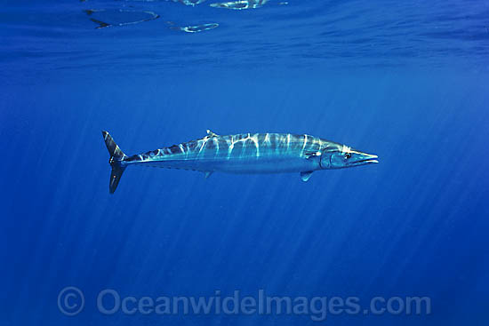 Wahoo Mackeral Acanthocybium solandri photo