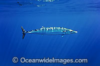 Wahoo Mackeral Acanthocybium solandri Photo - David Fleetham