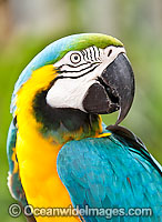 Blue-and-yellow Macaw Ara ararauna Photo - Gary Bell