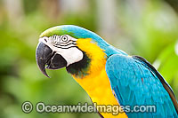 Blue-and-yellow Macaw Ara ararauna Photo - Gary Bell