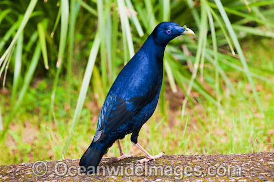 Satin Bowerbird male in bower photo