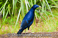 Satin Bowerbird male in bower Photo - Gary Bell