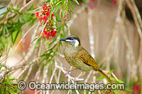 Lewin's Honeyeater feeding Photo - Gary Bell