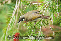 Lewin's Honeyeater feeding Photo - Gary Bell