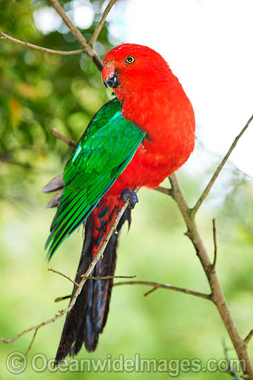 Australian King Parrot male photo