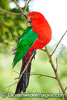 Australian King Parrot male Photo - Gary Bell
