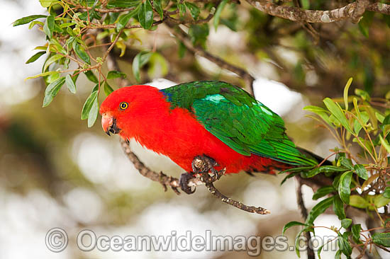 Australian King Parrot male photo