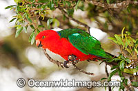 Australian King Parrot male Photo - Gary Bell