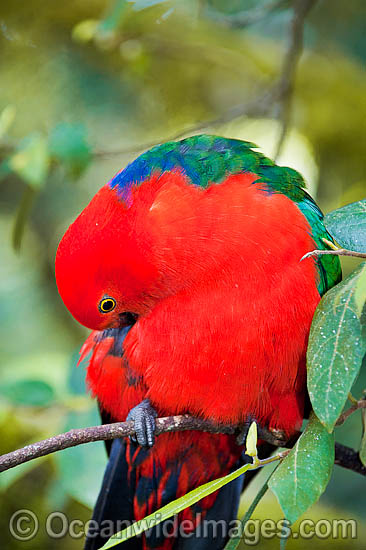 Australian King Parrot male photo