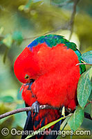 Australian King Parrot male Photo - Gary Bell