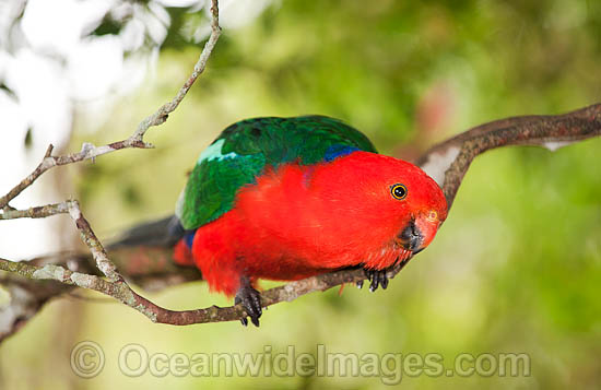 Australian King Parrot male photo