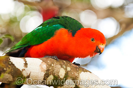 Australian King Parrot male photo