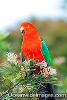 Australian King Parrot male Photo - Gary Bell